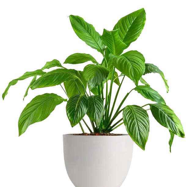 Babka płesznik (Psyllium)